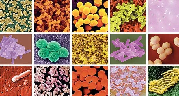 疫情启示录(一)| 人类在生物界中的位置 配图5