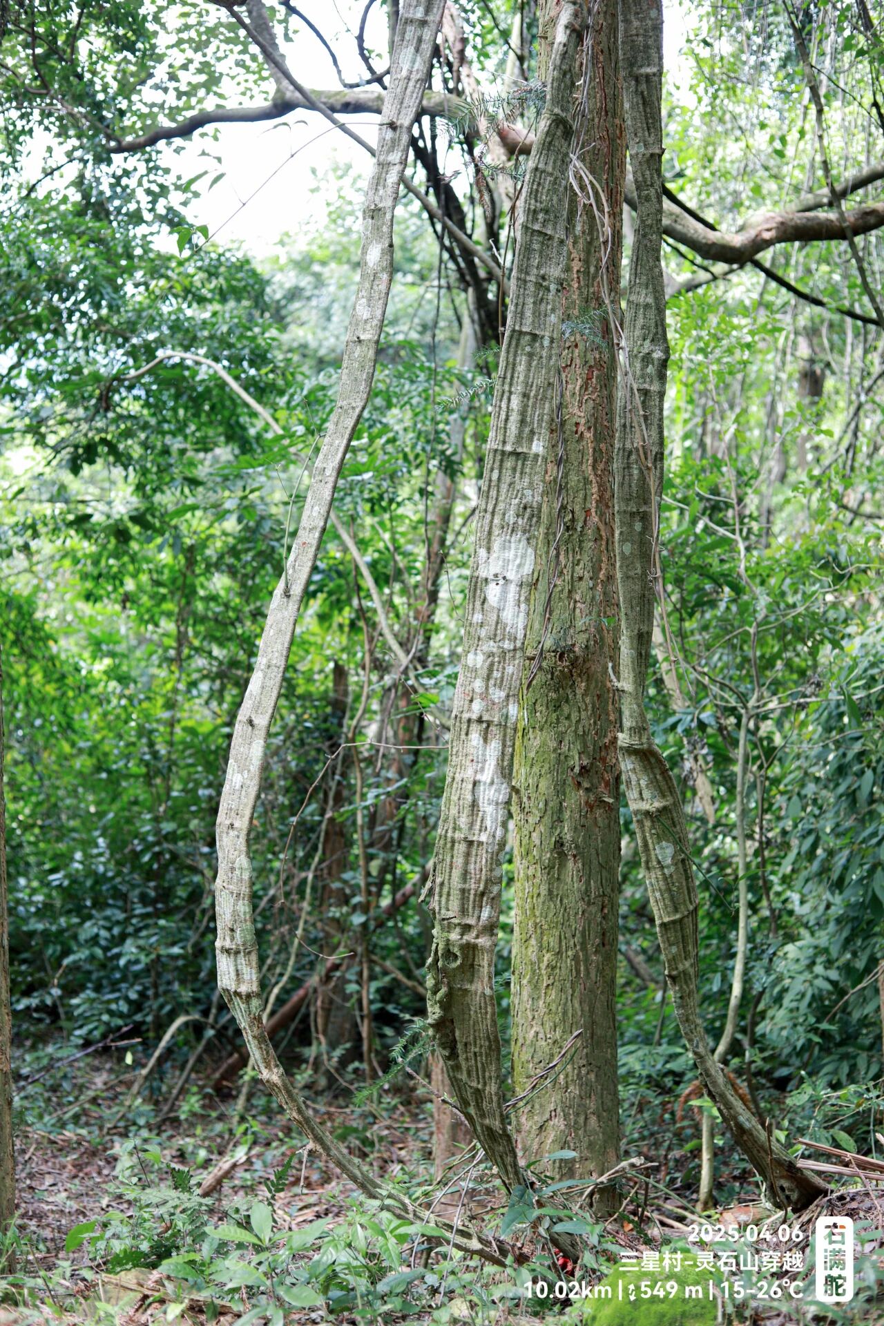 右满舵百线共享 | NO.78:三星村—灵石山森林公园穿越 配图15
