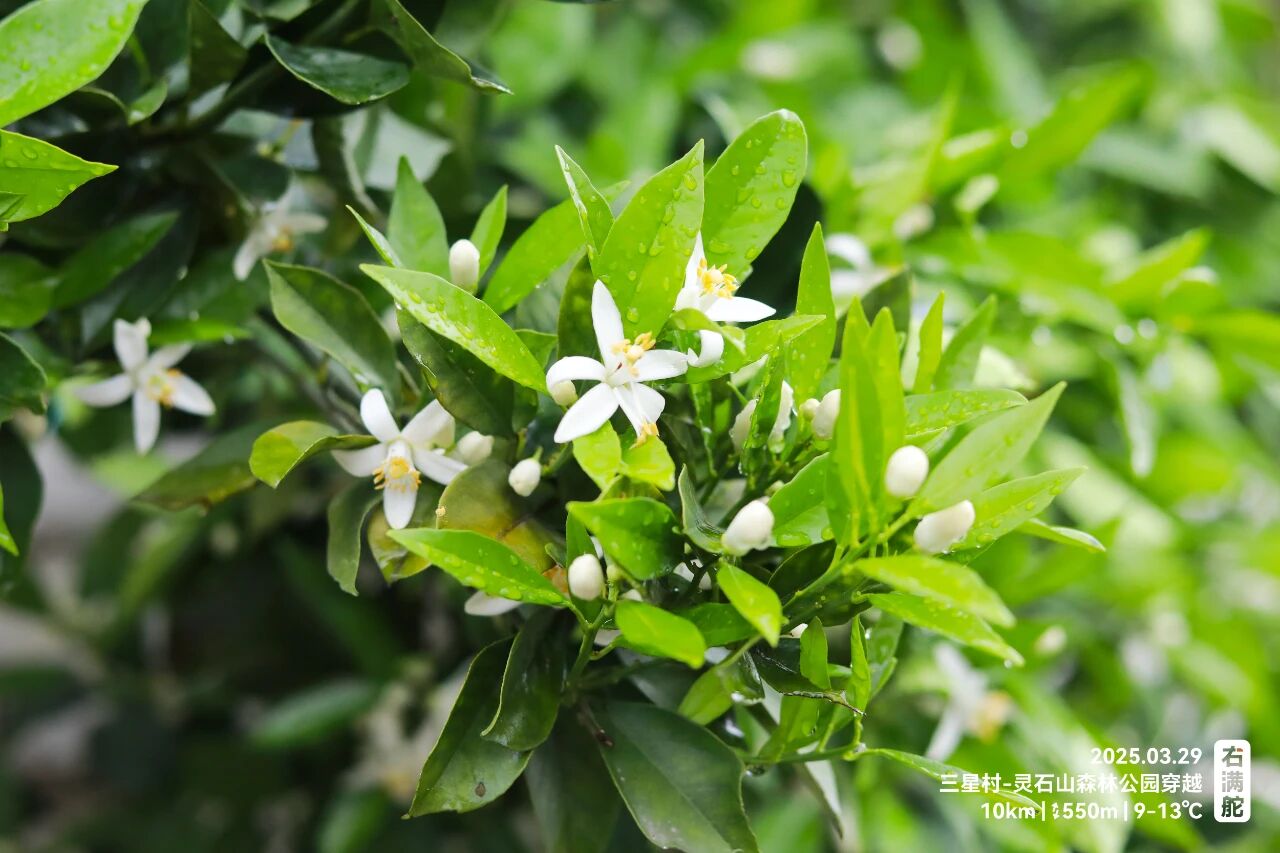 右满舵百线共享 | NO.78:三星村—灵石山森林公园穿越 配图38