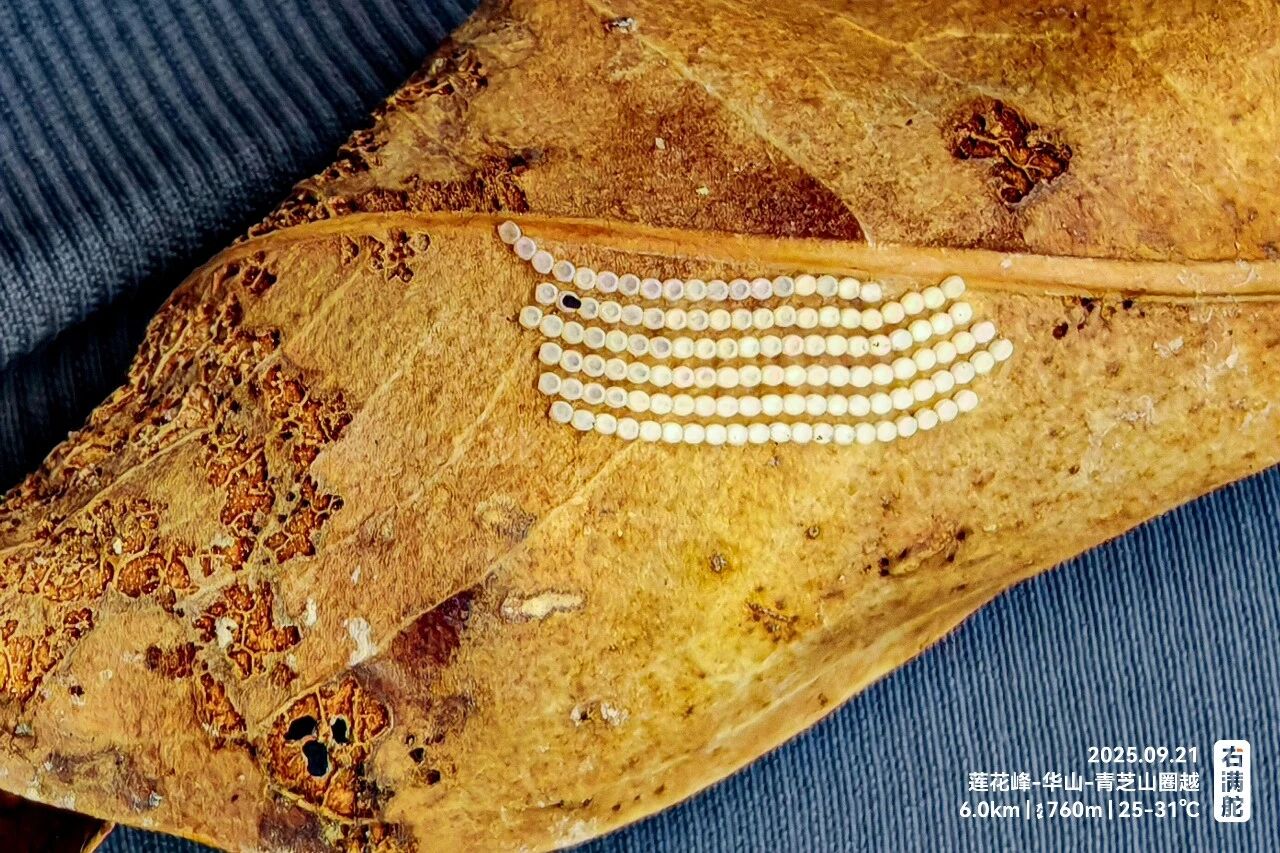右满舵百线共享 | NO.98:莲花峰-华山-青芝山穿越 配图21